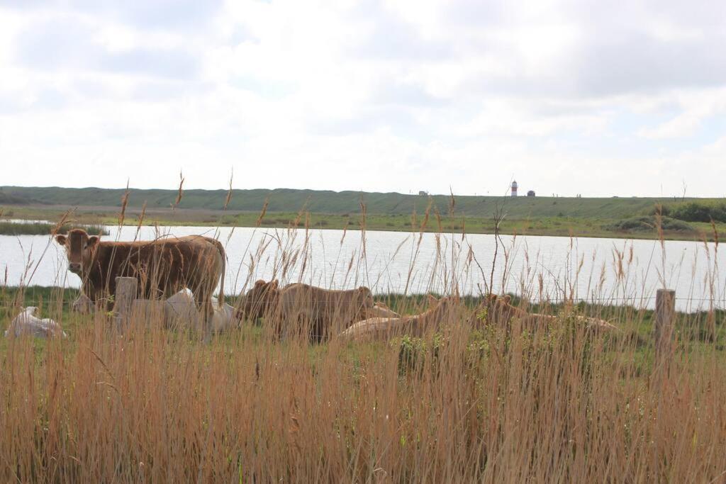 103B Nieuwe Vakantie Woning Met Sauna Vanaf Juli 2024 Westkapelle Esterno foto